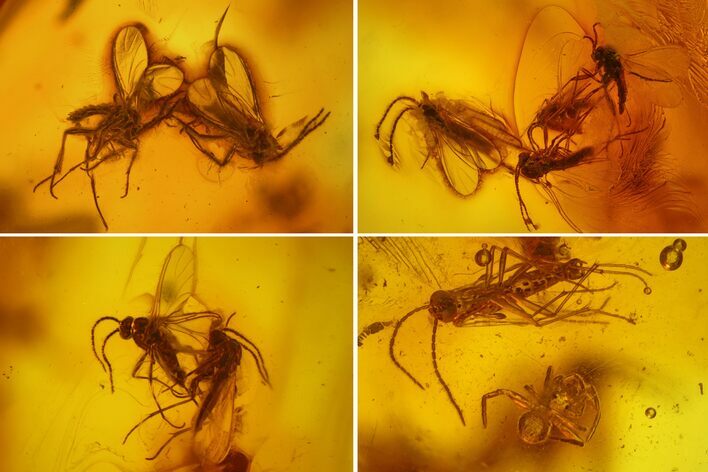 Detailed Fossil Spiders, Springtails and Flies in Baltic Amber #163499